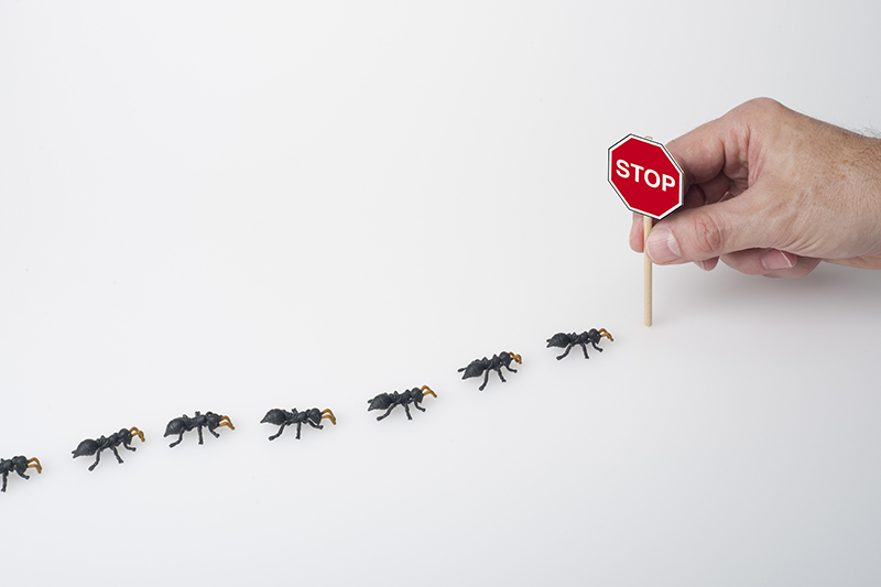 Ant Pest Control in Surrey United Kingdom