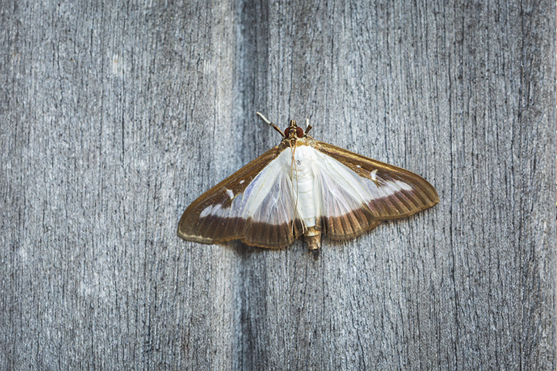 Moth Pest Control in Surrey United Kingdom