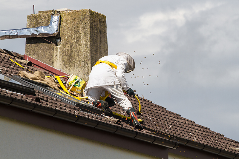 Bee Pest Control in Surrey United Kingdom