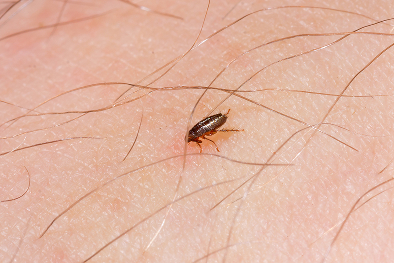 Flea Pest Control in Surrey United Kingdom