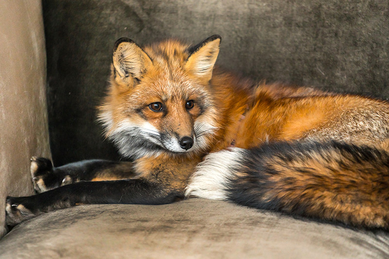 Fox Pest Control in Surrey United Kingdom